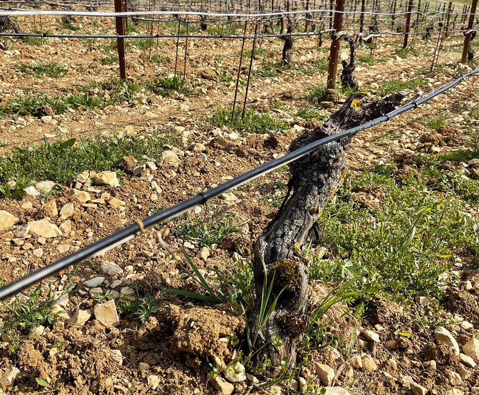 Vineyard self-regulating heating cable – Vineyard frost protection – CABT – TECHNITRACE